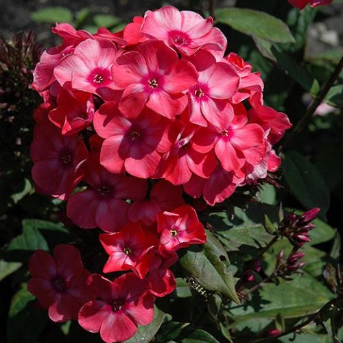 Phlox 'Glamour Girl' Phlox 'Glamour Girl'