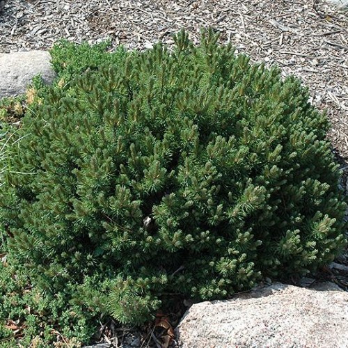 Pine Mugo 'Valley Cushion'