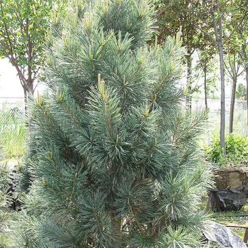 Pine 'Vanderwolf's Pyramidal'