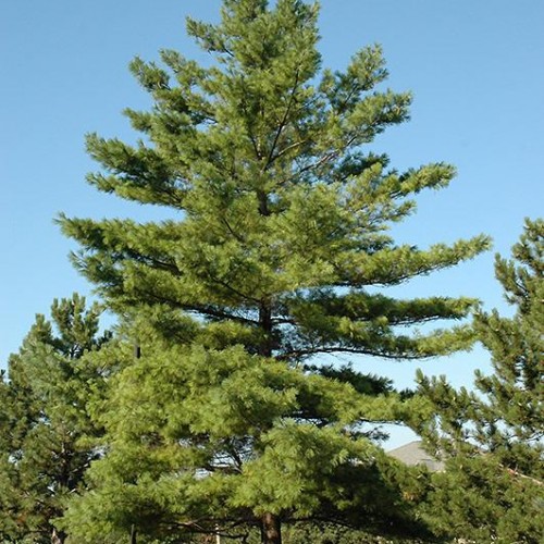 Pine White