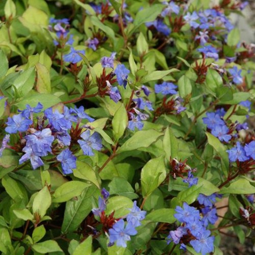 Plumbago