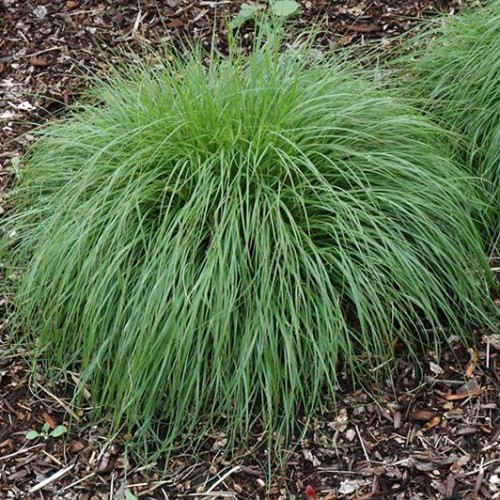 Prairie Dropseed 'Tara'