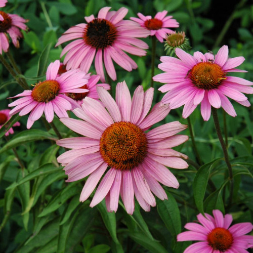 Purple Coneflower