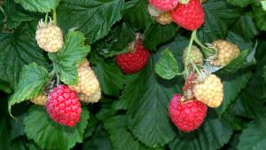 Raspberry 'Raspberry Shortcake'