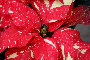 Red Glitter Poinsettia