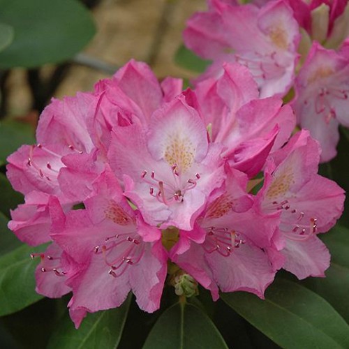 Rhododendron 'English Roseum'