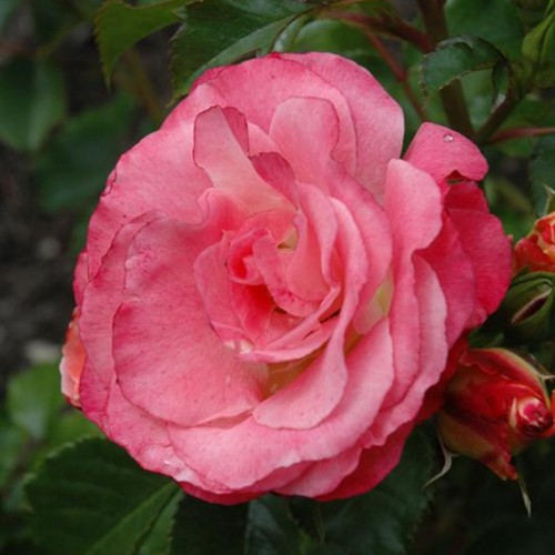 Rose 'Coral Cove'