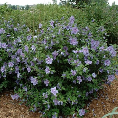 Blue rose of sharon discount