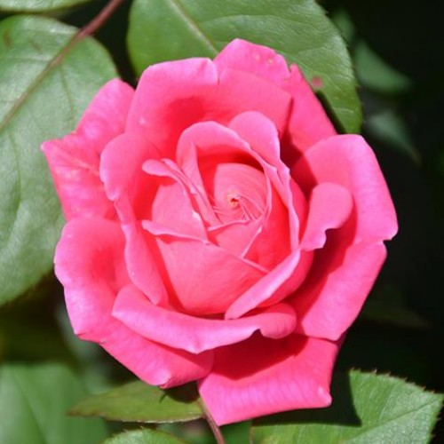 Rose 'Pink Double Knockout'