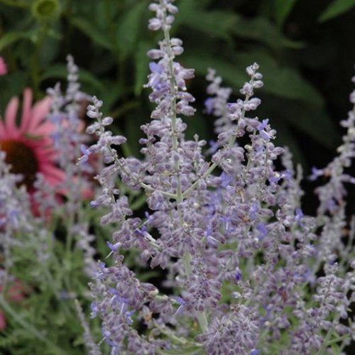 Russian Sage 'Denim 'n Lace' Russian Sage 'Denim 'n Lace'