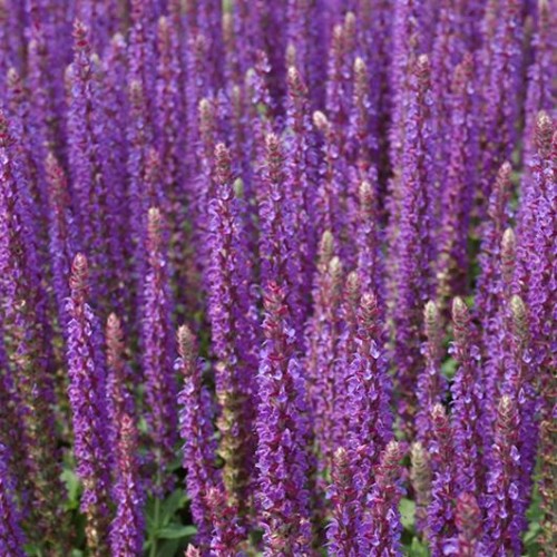 Salvia 'East Friesland' Salvia 'East Friesland'