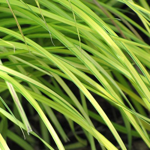 Sedge 'Bowles Golden'