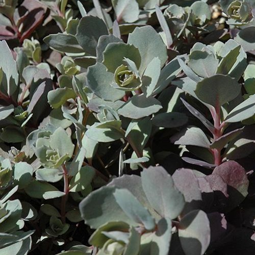 Sedum 'Dazzleberry'