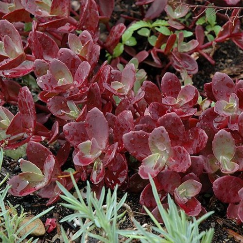 Sedum 'Firecracker'