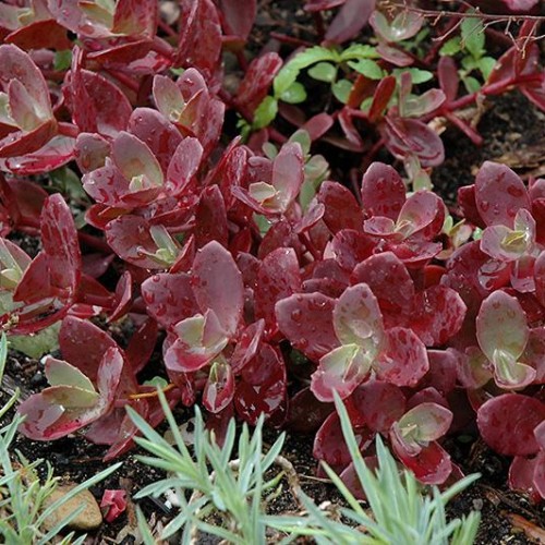 Sedum 'Firecracker' Sedum 'Firecracker'