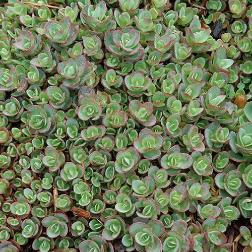 Sedum 'Lime Zinger'