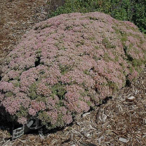Sedum 'Pure Joy' Sedum 'Pure Joy'