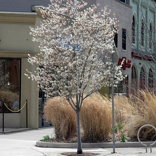 Serviceberry 'Autumn Brilliance'