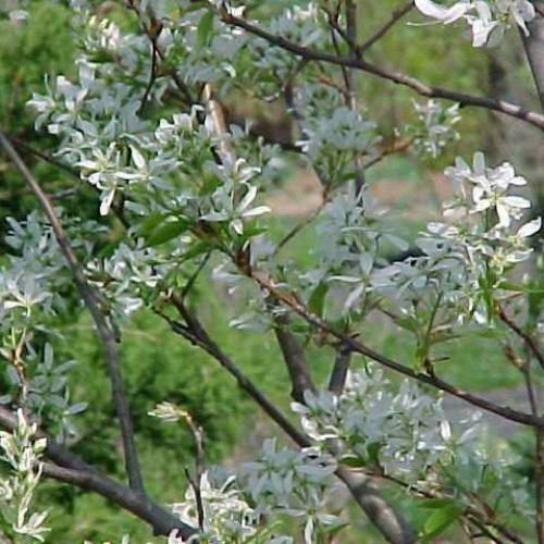 Serviceberry 'Lamarckii'