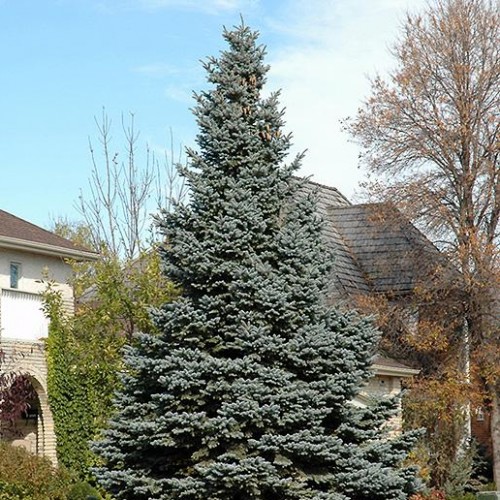 Spruce Blue 'Baby Blue' Spruce Blue 'Baby Blue'