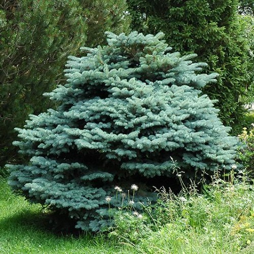 Spruce 'Blue Globe'