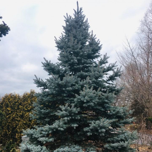 Spruce 'Fat Albert' Spruce 'Fat Albert'