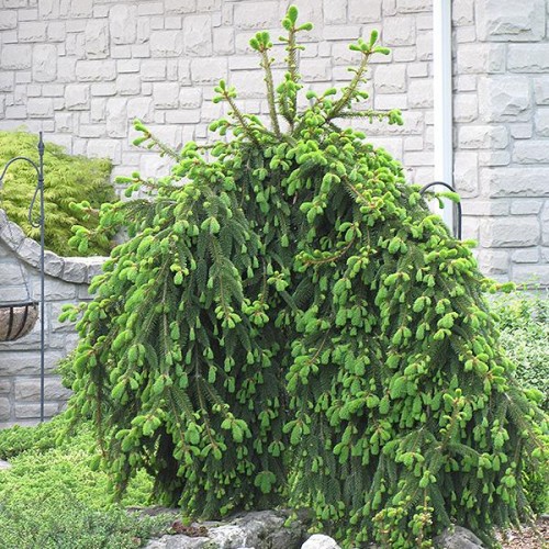 Spruce Norway 'Weeping Pendula'