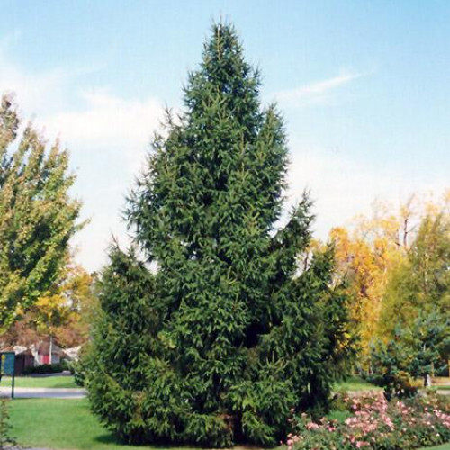 Spruce Norway Spruce Norway