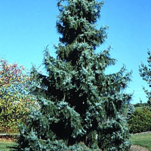 Evergreens | Trees | Plants & Flowers | Niemeyer's ...