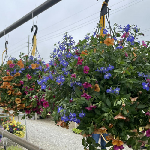 Sun Hanging Baskets Hanging Baskets Annuals Plants & Flowers