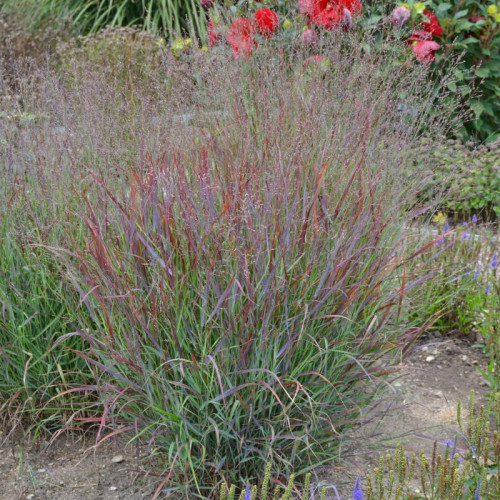 Switchgrass 'Cheyenne Sky' Switchgrass 'Cheyenne Sky'