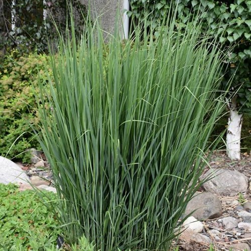 Switchgrass 'Northwind' Switchgrass 'Northwind'