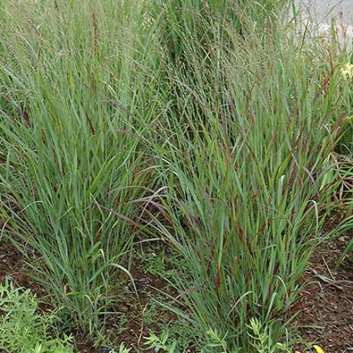 Switchgrass 'Shenandoah' Switchgrass 'Shenandoah'