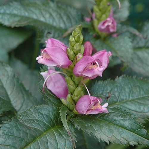 Turtlehead 'Hot Lips'