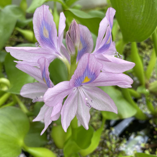 Water Hyacinth