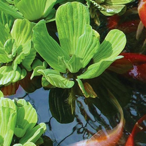 Water Lettuce