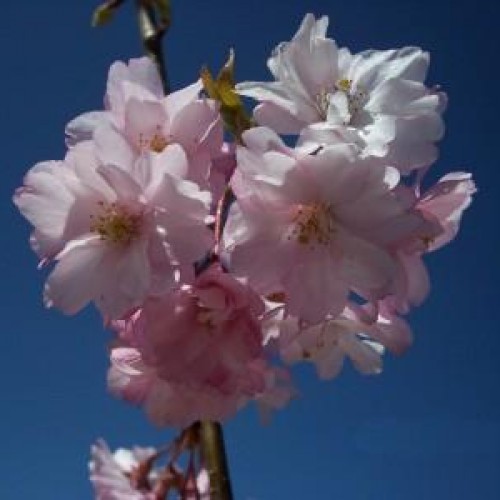 Cherry Weeping 'Pink Snow Showers'