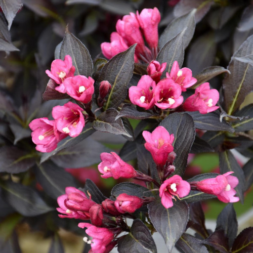 Weigela 'Spilled Wine'