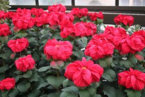Winter Rose Poinsettia