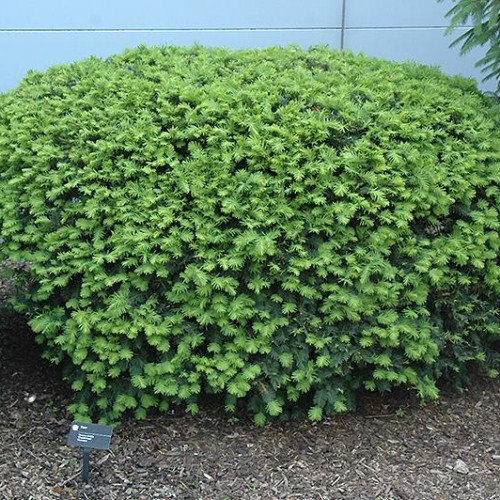 Evergreen Shrubs Shrubs Plants & Flowers Niemeyer's Landscape