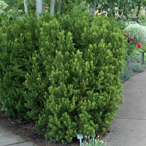 Yew 'Hicksii'