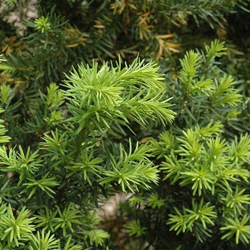 Yew Hicksii Evergreen Shrubs Shrubs Plants Flowers Niem