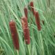 Cattails