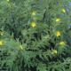 Creeping Water Primrose