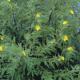 Creeping Water Primrose