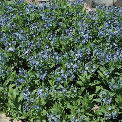 Amsonia \'Blue Ice\'