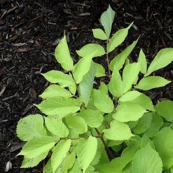 Aralia \'Sun King\'