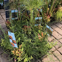 Assorted Water Plants