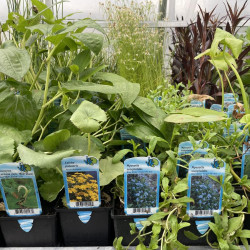 Assorted Water Plants