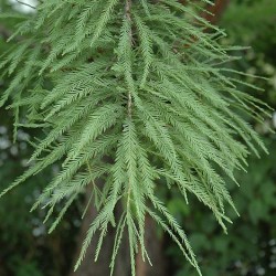 Baldcypress \'Shawnee Brave\'